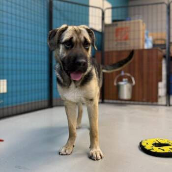 Mixed Breed Dogs Available for Adoption in Bend, Oregon - Juniper | PetCurious