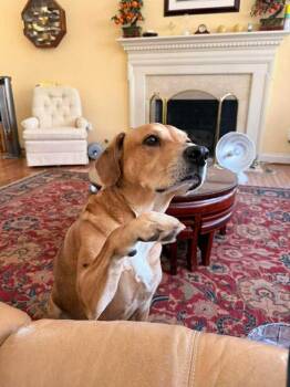 Labrador Retriever Dogs Available for Adoption in Arlington, Virginia - Gypsy | PetCurious