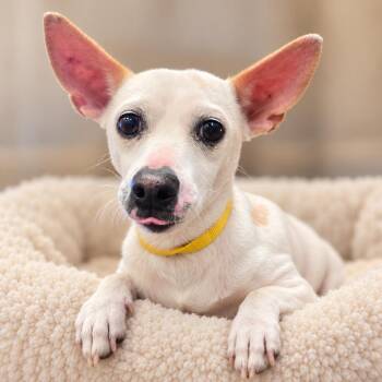 Tammy -  Chihuahua and Mixed Breed Dog for Adoption in Wickenburg, Arizona - Tammy | PetCurious