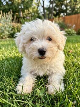 Maltipoo Dogs Available for Adoption in Wheelersburg, Ohio - Milo | PetCurious
