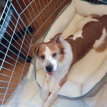 Australian Shepherd and Mixed Breed Dogs Available for Adoption - Jimmy D68127 | PetCurious