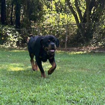 Edward -  Mixed Breed Dog for Adoption in Auburn, Alabama - Edward | PetCurious