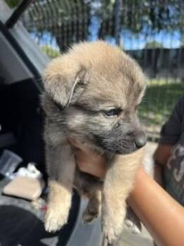 A378346 -  German Shepherd Dog Dog for Adoption in Stockton, California - A378346 | PetCurious
