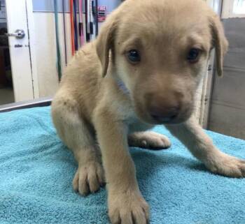 Great Pyrenees and Mixed Breed Dogs Available for Adoption - CHEESY | PetCurious