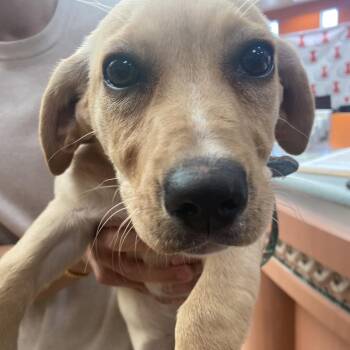 Dachshund and Yellow Labrador Retriever Dogs Available for Adoption in Westminster, California - Honeycomb | PetCurious