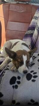 Australian Cattle Dog Blue Heeler Dogs Available for Adoption in Colorado Springs, Colorado - Charlotte | PetCurious