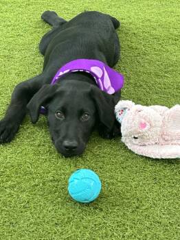 River -  Black Labrador Retriever Dog for Adoption - River | PetCurious