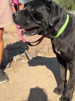 Cane Corso Dogs Available for Adoption in Glendale, Arizona - Beauty | PetCurious