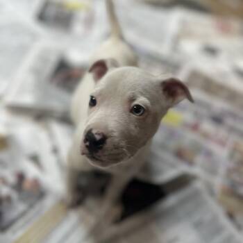 Mixed Breed Dogs Available for Adoption in Gadsden, Alabama - Alaska | PetCurious