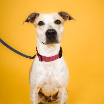 Pebbles -  Cattle Dog Dog for Adoption in West Palm Beach, Florida - Pebbles | PetCurious