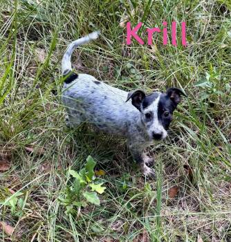 Krill -  Cattle Dog Dog for Adoption in Semmes, Alabama - Krill | PetCurious