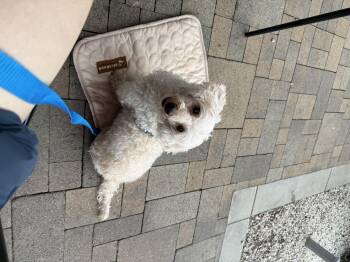 Rescue Bichon Frise Dogs for Adoption in Villa Park, California - Nanuk | PetCurious