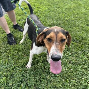 Finisher -  Treeing Walker Coonhound Dog for Adoption in Batavia, Ohio - Finisher | PetCurious
