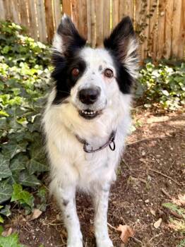 Border Collie Dogs Available for Adoption in Millcreek, Utah - Koda | PetCurious