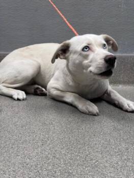 DIOR -  Siberian Husky and Mixed Breed Dog for Adoption in Las Vegas, Nevada - DIOR | PetCurious