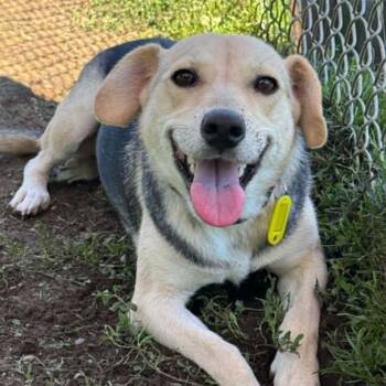 Lani -  Beagle Dog for Adoption in Bethel, Connecticut - Lani | PetCurious