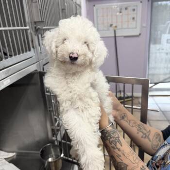 Dave -  Miniature Poodle Dog for Adoption in Northbrook, Illinois - Dave | PetCurious