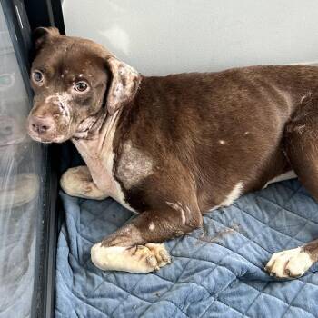Esperanza -  Mixed Breed Dog for Adoption in Bentonville, Arkansas - Esperanza | PetCurious
