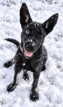Shadow -  Belgian Shepherd Malinois and Mixed Breed Dog for Adoption in St. Augustine, Florida - Shadow | PetCurious