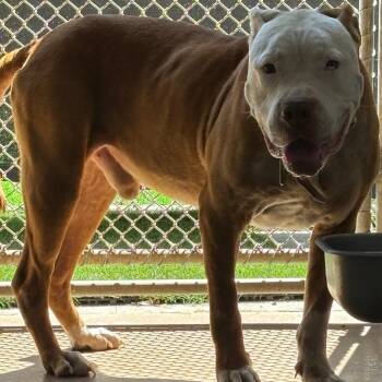 American Bulldog Dogs Available for Adoption in Hinesville, Georgia - Caspian | PetCurious