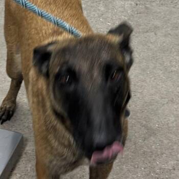 111384 -  Mixed Breed Dog for Adoption in Las Cruces, New Mexico - 111384 | PetCurious