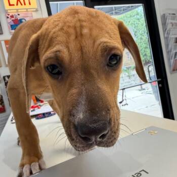 Blaze -  Pit Bull Terrier and Black Mouth Cur Dog Available for Adoption in Riverwoods, Illinois - Blaze | PetCurious