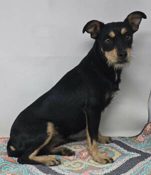 Safflower -  Terrier Dog for Adoption in New York, New York - Safflower | PetCurious