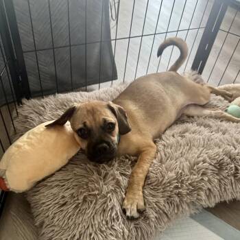 Xena -  Pug and Mixed Breed Dog for Adoption in Alma, Wisconsin - Xena | PetCurious