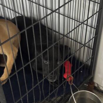 Atlantic -  Pit Bull Terrier and Mixed Breed Dog for Adoption in Newberg, Oregon - Atlantic | PetCurious