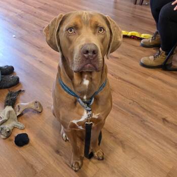 Rescue Great Dane and Hound Dogs for Adoption - Captain | PetCurious