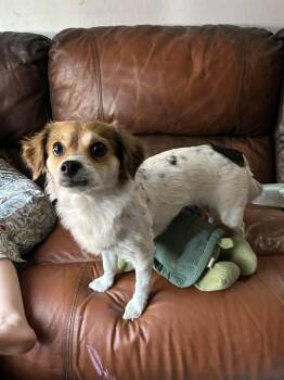Rat Terrier and Papillon Dogs Available for Adoption in Scottsdale, Arizona - Zera | PetCurious