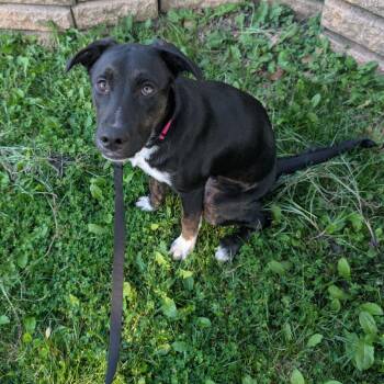 Scooby Doo -  Black Labrador Retriever and Mixed Breed Dog for Adoption in Jarrettsville, Maryland - Scooby Doo | PetCurious