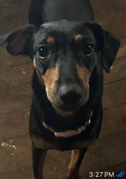 Honey -  Miniature Pinscher and Mixed Breed Dog for Adoption in Madera, California - Honey | PetCurious