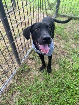 Philly -  Labrador Retriever Dog for Adoption in Scott, Louisiana - Philly | PetCurious