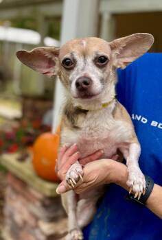 Rescue Chihuahua and Miniature Dachshund Dogs for Adoption - Umbrella | PetCurious