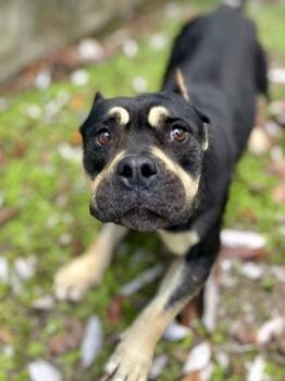 Fox Terrier and Mixed Breed Dogs Available for Adoption in New Orleans, Louisiana - Potsticker | PetCurious