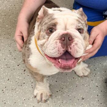 Pudge -  English Bulldog Dog for Adoption in Indianapolis, Indiana - Pudge | PetCurious
