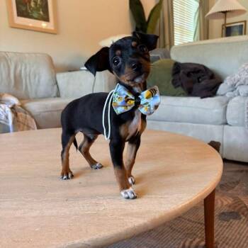 Chihuahua Dogs Available for Adoption in Martinez, California - Ethan | PetCurious