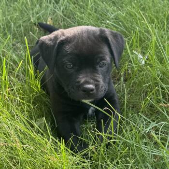 Pit Bull Terrier and Mixed Breed Dogs Available for Adoption in Bristol, Indiana - Hank | PetCurious