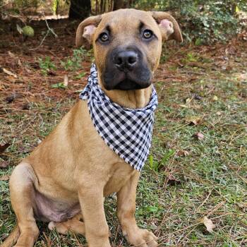 Rescue Black Mouth Cur Dogs for Adoption in Bonifay, Florida - Bode (Coming Soon) | PetCurious