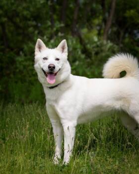 Husky Dogs Available for Adoption in Bridgeport, Connecticut - GENEVA (0572) | PetCurious