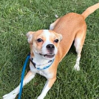 Martie -  Beagle and Mixed Breed Dog for Adoption in Concord, North Carolina - Martie | PetCurious