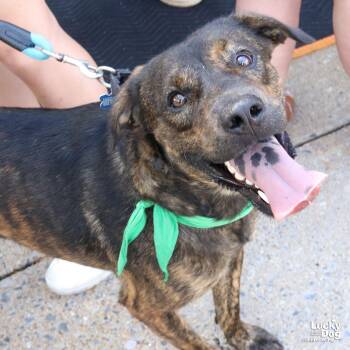 Ronald -  Shepherd Dog for Adoption in Washington, District Of Columbia - Ronald | PetCurious