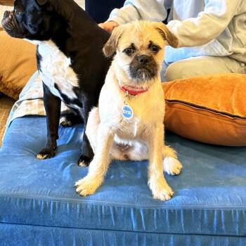 Pug and Terrier Dogs Available for Adoption in Chicago, Illinois - Thyri | PetCurious