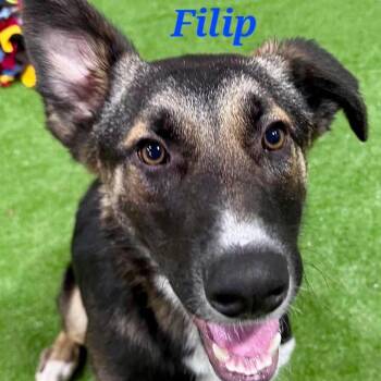 Mixed Breed Dogs Available for Adoption in Joliet, Illinois - Filip | PetCurious