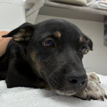 Prudence -  Shepherd and Mixed Breed Dog for Adoption in Corpus Christi, Texas - Prudence | PetCurious