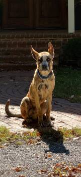 Dogo Argentino and Catahoula Leopard Dog Dogs Available for Adoption - Blue | PetCurious