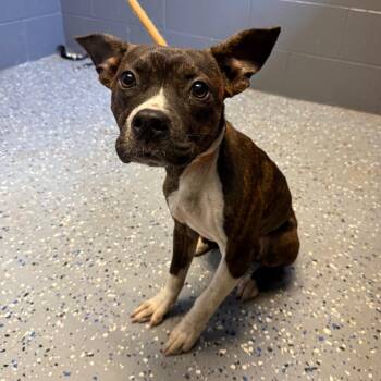 TUSC-Stray-85848 -  Pit Bull Terrier and Mixed Breed Dog for Adoption in Tuscaloosa, Alabama - TUSC-Stray-85848 | PetCurious