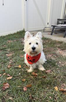Bruce -  West Highland White Terrier Westie Dog for Adoption in Sumter, South Carolina - Bruce | PetCurious