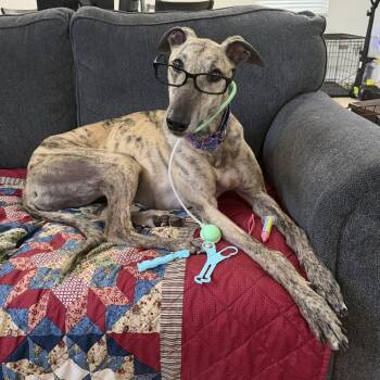 Greyhound Dogs Available for Adoption in Venice, Florida - Slippy Thriller (Phil) | PetCurious